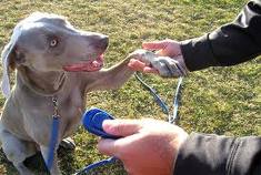 Pet Training Clicker(CT 0729)