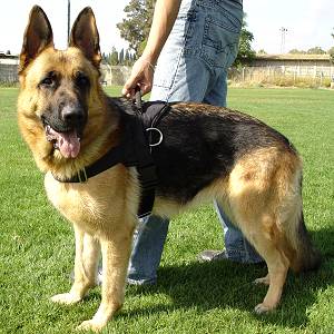 Reflective Pet Harness(RPH 7012)