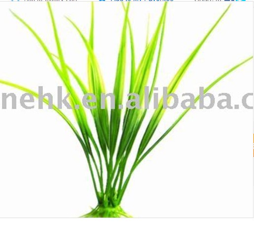 Aquatic Plant （AP-22 ）